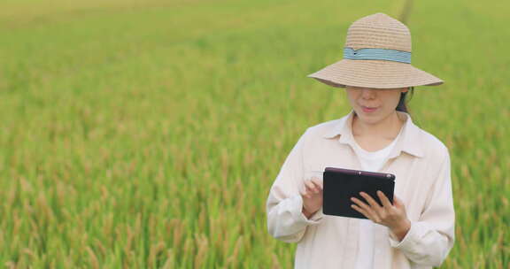 女农民稻田里拿着平板电脑