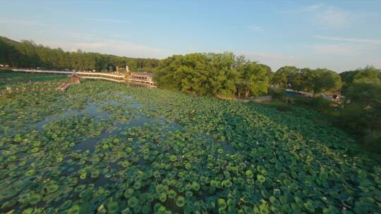 【穿越机】航拍武汉东湖荷花园