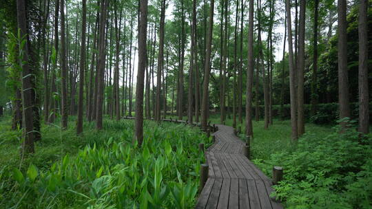 中国科学院武汉植物园能源植物区