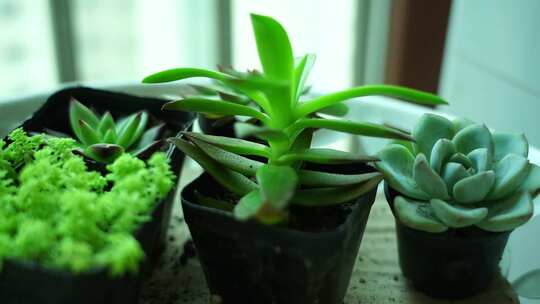 多肉 厚叶月影 石莲花 植物 景天科 生命