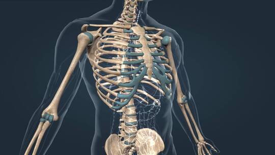 骨架骨骼胸骨肋骨胸廓骨连接组成3