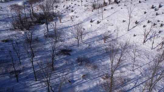 郊狼跑过深深的粉雪和田野以度过寒冷的冬天视频素材模板下载