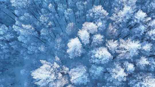 大兴安岭森林雪景雾凇雪冬雪林银装素裹