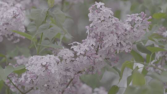 丁香花微距LOG