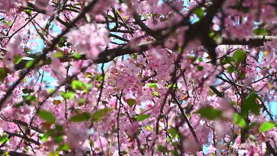 晴朗天空下春风吹动粉色的海棠花