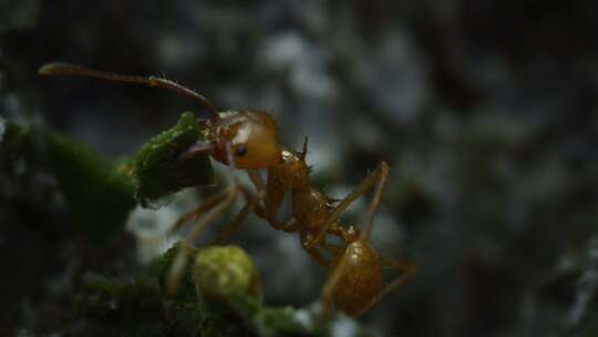 红蚂蚁 筑巢