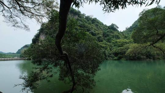 广西柳州龙潭公园池塘边树荫