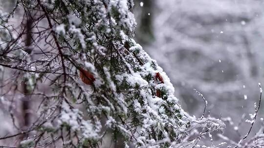 下雪松树云杉林升格