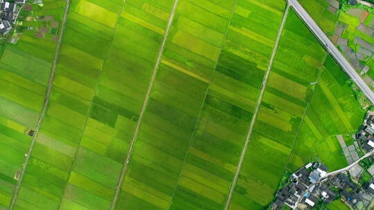 夏天俯瞰绿色的稻田视频素材模板下载