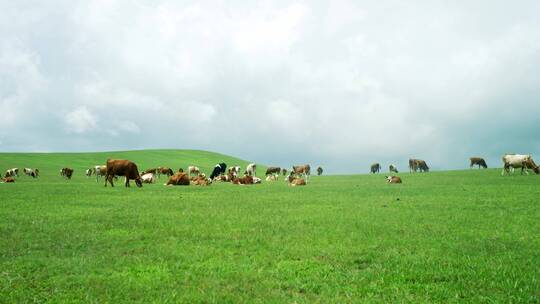 草原上的牛群8