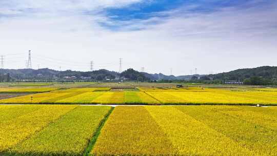 4k长沙隆平稻作公园秋收稻田航拍