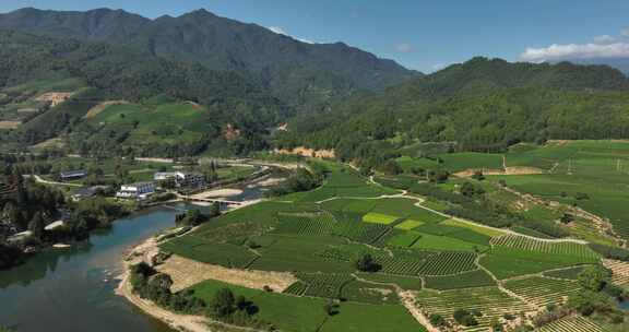 茶叶茶园武夷山茶庄大自然茶园