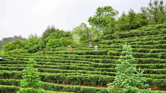 茶园采茶