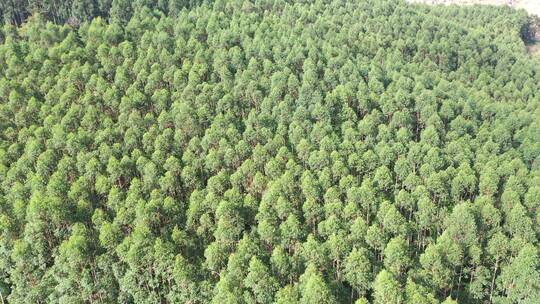 树林航拍森林自然环境绿色林地山林桉树松树