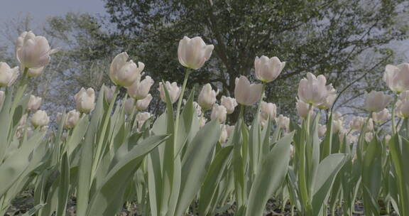 郁金香鲜花