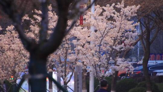 开满樱花的路灯街道