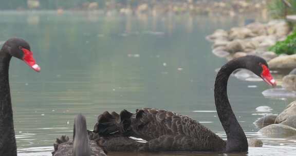 湖里面的黑天鹅