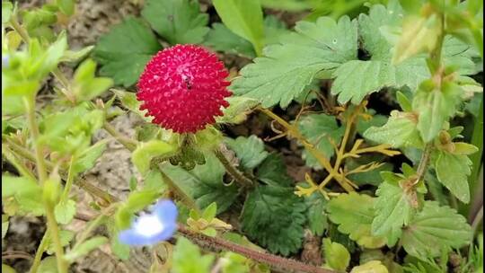 常见野草之蔷薇目蛇莓