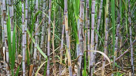广西甘蔗种植蔗糖制糖原料乡村振兴农业田地视频素材模板下载