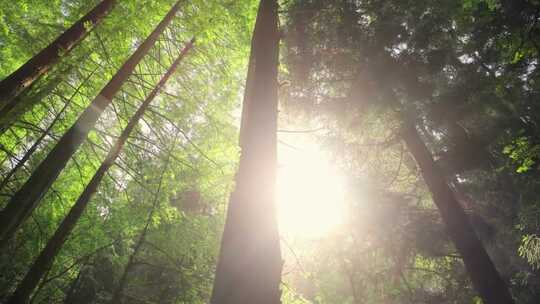 在森林里阳光透过树丛阳光明媚