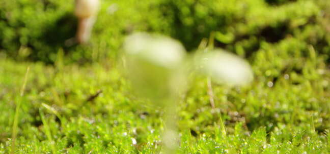 夏日 草地 蜗牛 阳光 露珠