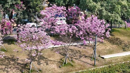 深圳市后海中心河紫花风铃木航拍