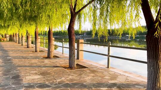 夕阳下河边垂柳步道风景