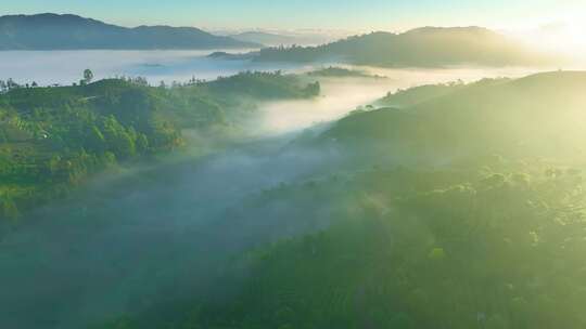 航拍云雾中的茶山