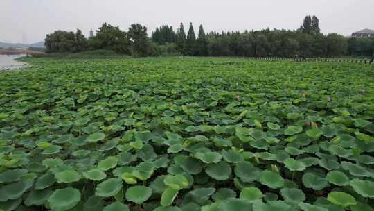 航拍夏日风光荷花荷叶植物镇江白娘子公园