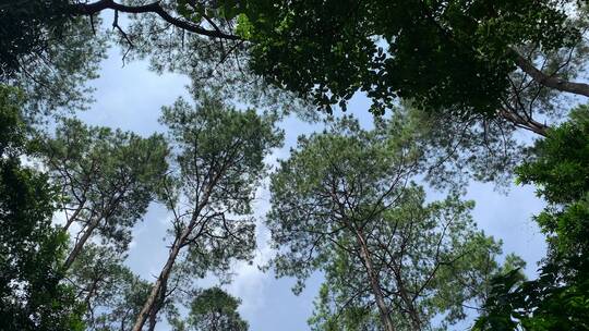 夏日树林中的天空