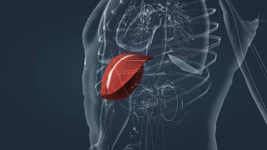 医学 人体 器官 肝脏 肾脏 分解 解毒