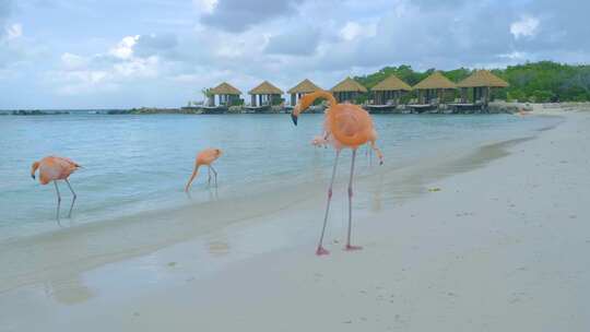 度假村海滩上的粉色火烈鸟
