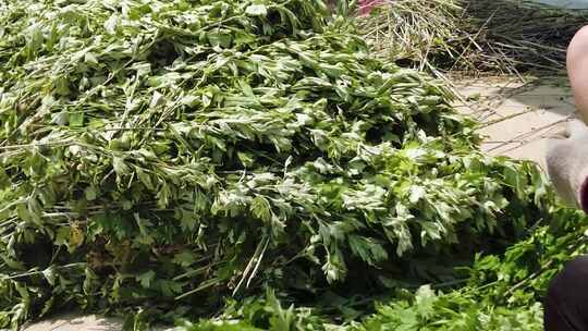 艾草 艾草采摘 割艾草