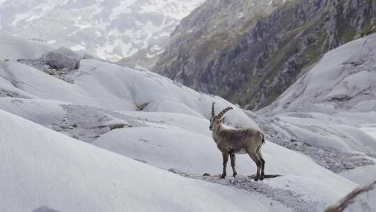 Steinbock、Ibex、山脉、山羊