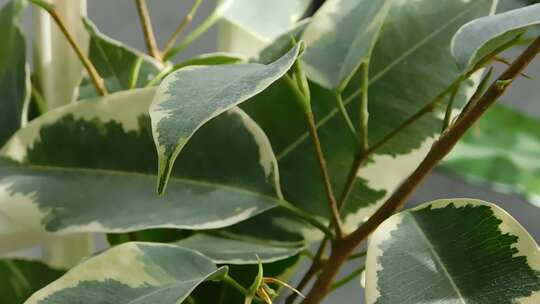 室内植物叶子的特写镜头