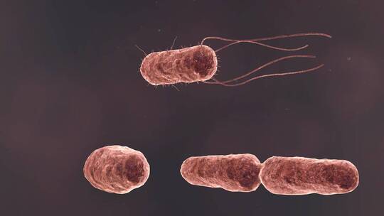 医学病原体病毒病原体病菌细菌医学三维动画