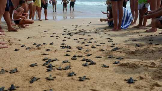 东南亚斯里兰卡美瑞莎海滩放生小海龟