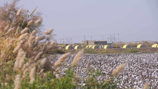 新疆盐碱地棉花地