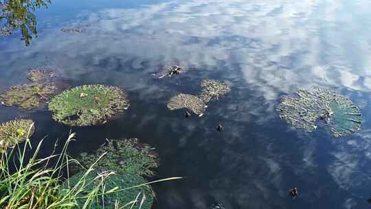 秋天湖面漂浮成熟的野生芡实鸡头米