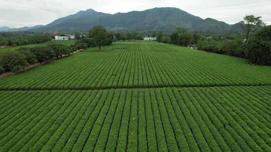 广西桂林尧山茶园