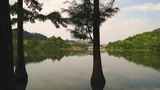 播雅湿地公园风景景区水杉