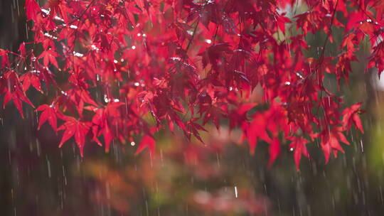 枫叶细雨