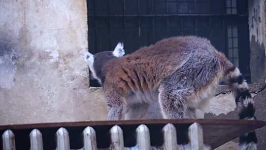 环尾狐猴 节尾狐猴 灵长目