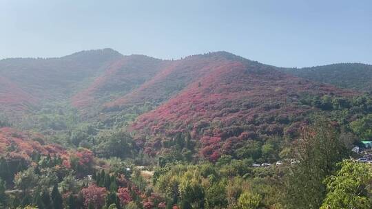 济南市历城区捎近村，秋季满山红叶视频素材模板下载