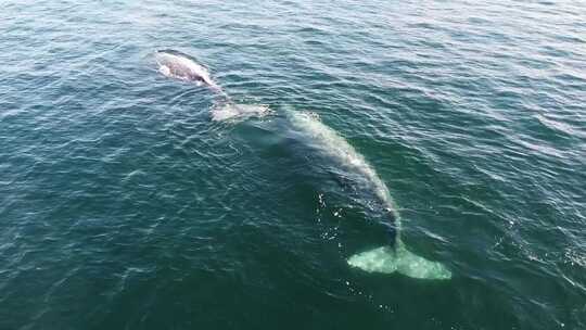 灰鲸在墨西哥南下加利福尼亚州海岸游泳，在视频素材模板下载