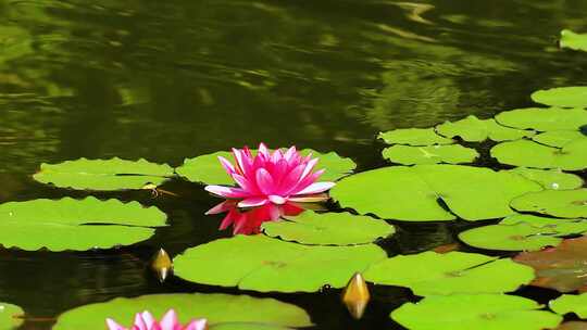 夏天池塘中的睡莲花特写镜头