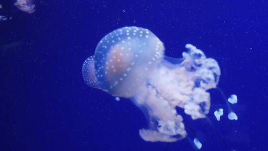 水族馆 水母