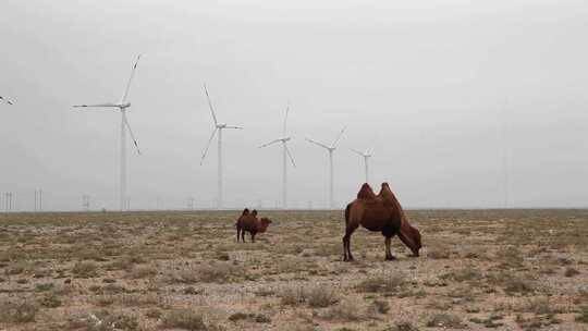 沙漠骆驼吃草视频素材模板下载
