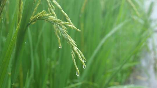 雨天稻田 水稻 稻穗 水稻丰收 水稻生长