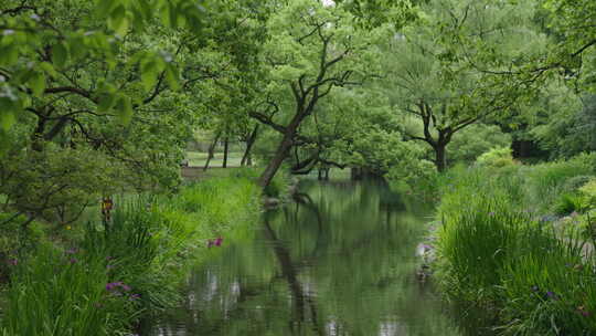 自然-树林-湖面-平静-全景